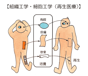 組織工学・細胞工学